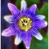 Purple passionflower Plant
