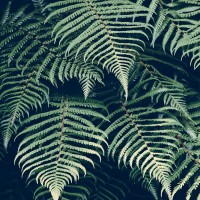 Fern Plant leave