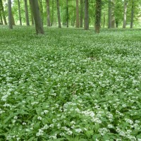 a land full of crops