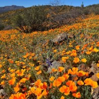 a land with Poppy Plants