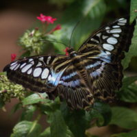 a black butterfly on a plant