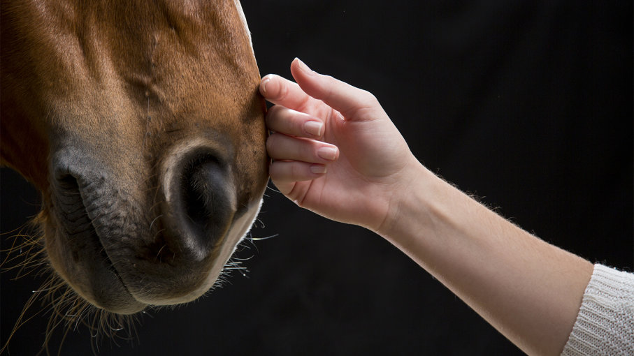 horses-human-drs-lila-samuel-flagler